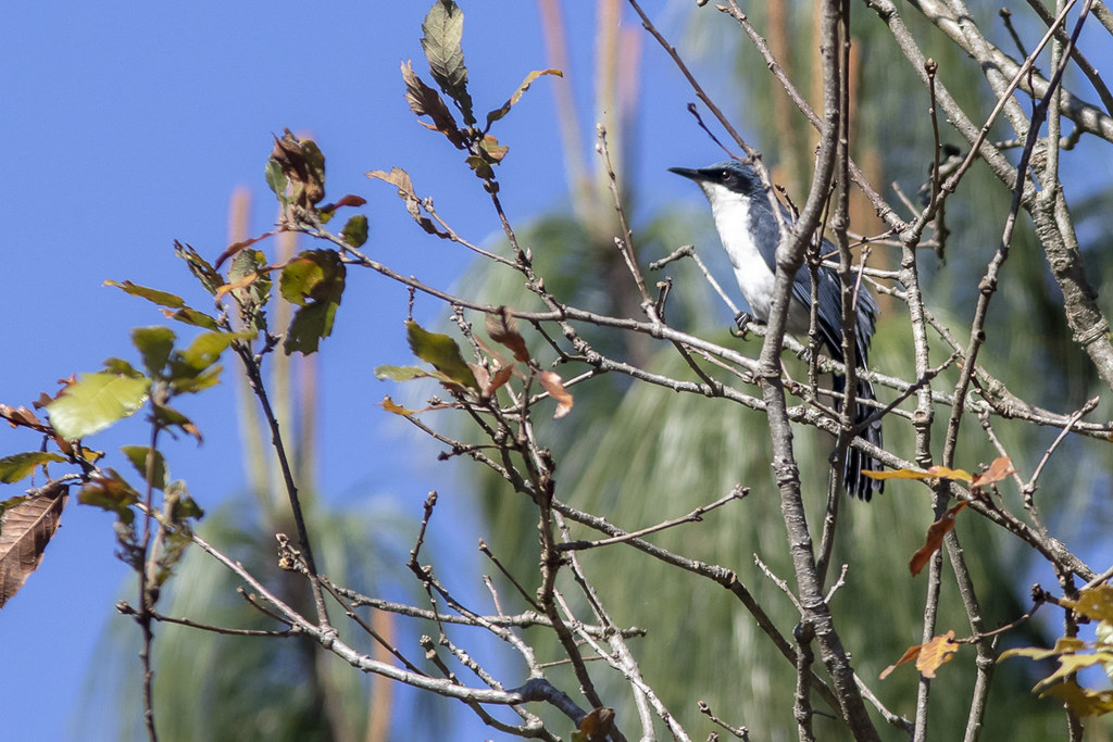 And the ‘blue mockingbirds’ are white below, also considered a different species, Blue-and-white Mockingbird.