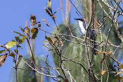 Thumbnail: And the ‘blue mockingbirds’ are white below, also considered a different species, Blue-and-white Mockingbird.