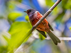 Thumbnail: East of the Isthmus things often look different. If you like primary colors, well, the ‘red warblers’ have pink heads and are treated as a separate species, Pink-headed Warbler!
