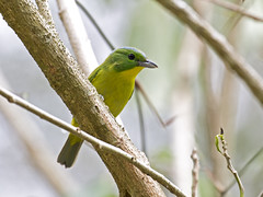 Thumbnail: Home to this usually canopy-haunting Green Shrike-Vireo 