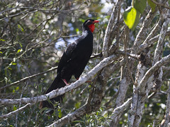 Thumbnail: And of course, there could always be surprises, such as this stealthy male Highland Guan...