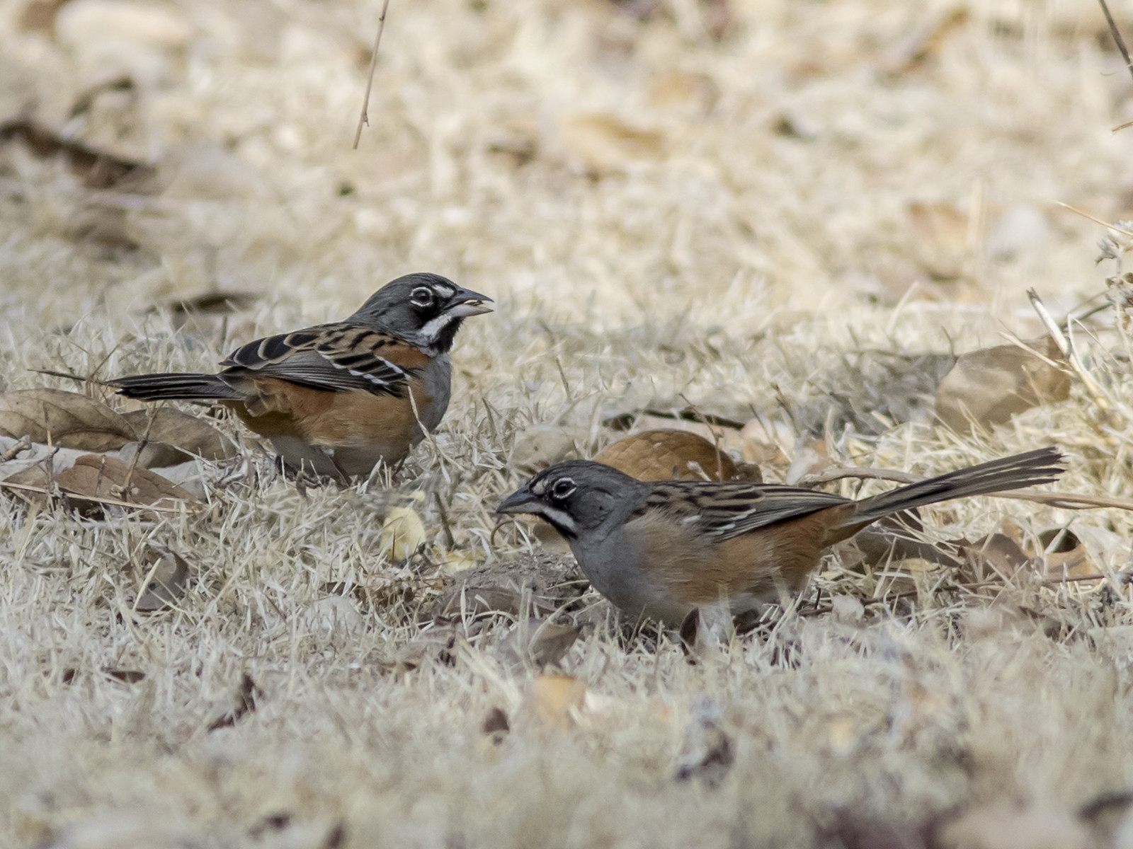 Home to the handsome Bridled Sparrow.