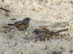Thumbnail: Home to the handsome Bridled Sparrow.
