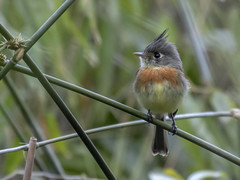 Thumbnail: Home to the endearing—but often elusive—Belted Flycatcher...