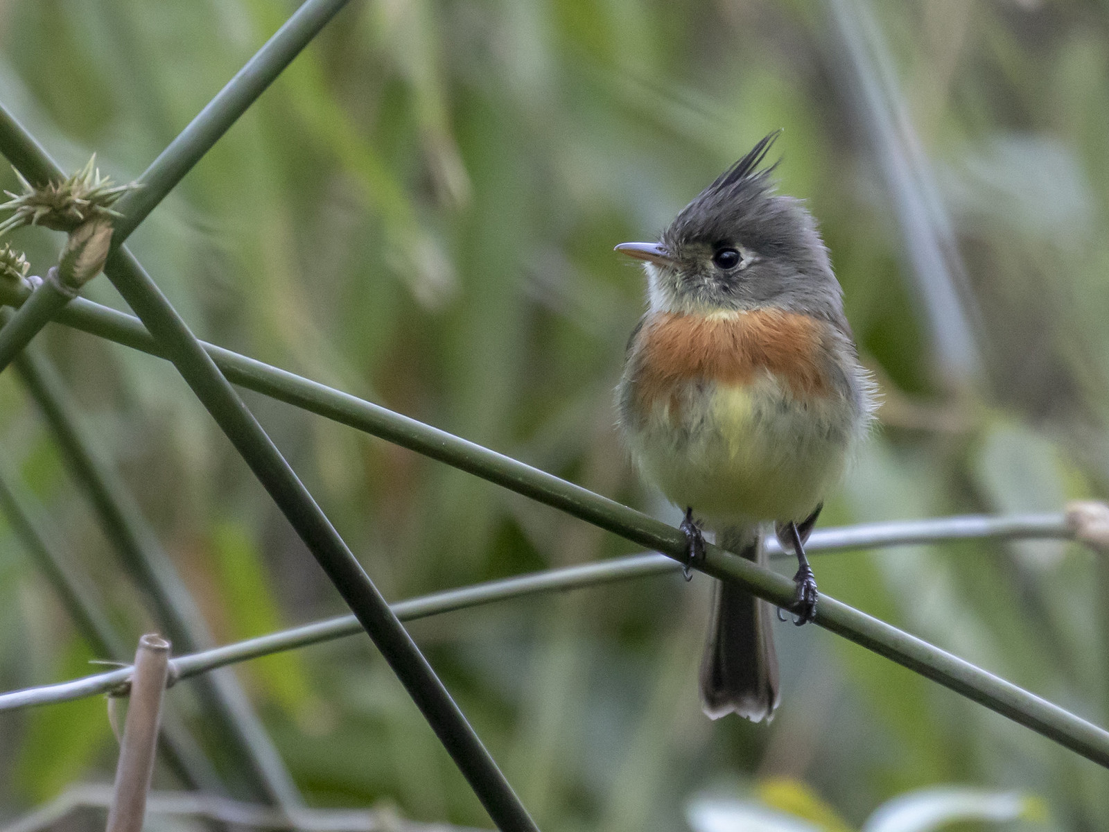 Home to the endearing—but often elusive—Belted Flycatcher...