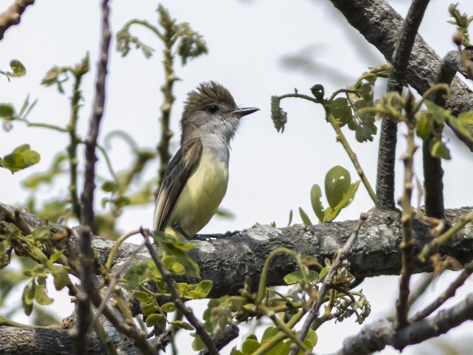 Or things really sound different—such as this ‘Salvadoran Flycatcher,’ a cryptic species in the Nutting’s Flycatcher complex, first recognized as such on our 2000 tour!