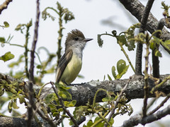 Thumbnail: Or things really sound different—such as this ‘Salvadoran Flycatcher,’ a cryptic species in the Nutting’s Flycatcher complex, first recognized as such on our 2000 tour!