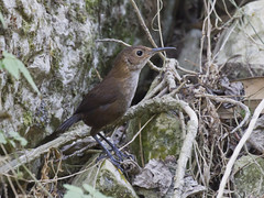 Thumbnail: To the poorly known Nava’s Wren, formally recognized as a species only in the 1990s and one of twenty (!) or so species of wrens possible along our route.