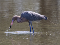 Thumbnail: ... To stately Reddish Egrets in hot coastal lowlands,