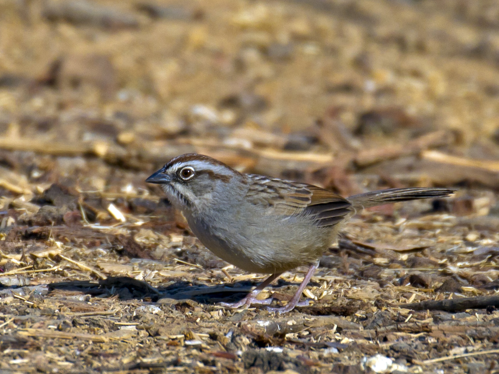 And the eponymous Oaxaca Sparrow...