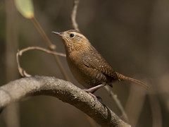 Thumbnail: ‘Familiar’ northern species at the southern edge of their range can also look different, like this Northern House Wren...