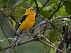 Thumbnail: While the Yellow Grosbeaks are golden, but not (yet?) considered a different species.