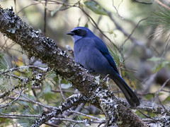 Thumbnail: ... the elegant and equally well-named Dwarf Jay, this tour samples a remarkable range of birds and habitats. (LS)