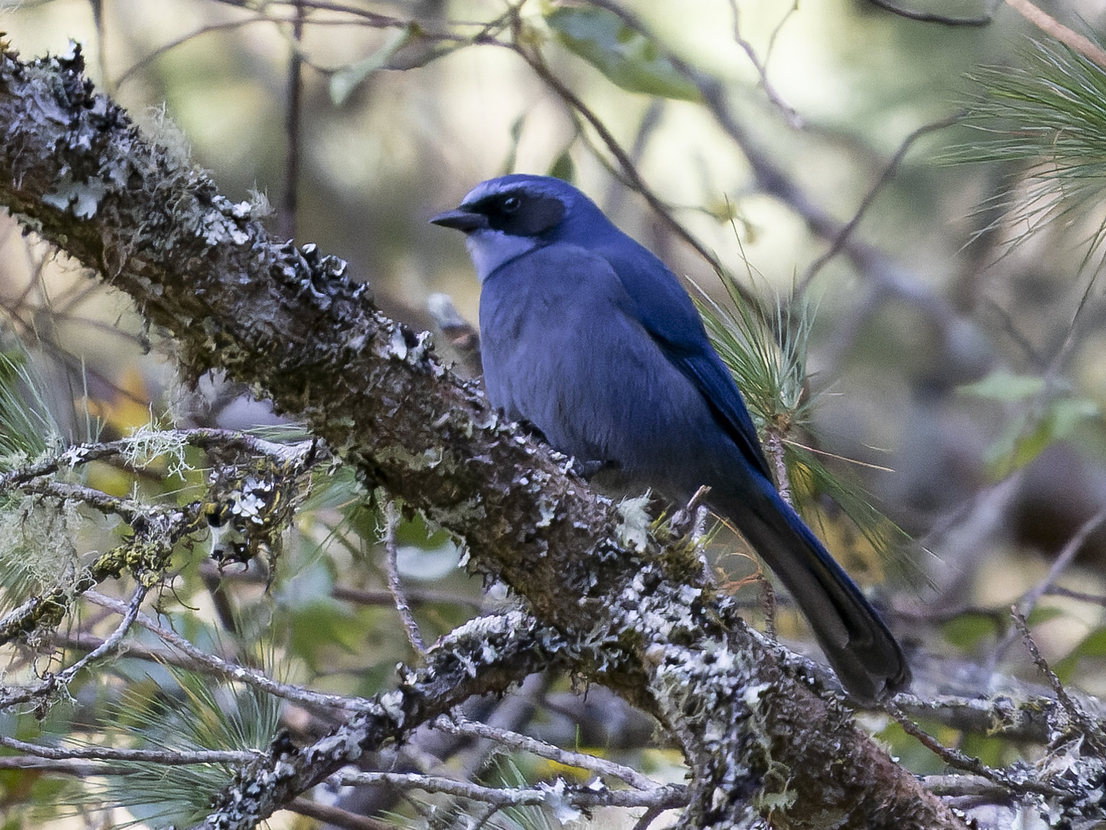 ... the elegant and equally well-named Dwarf Jay, this tour samples a remarkable range of birds and habitats. (LS)