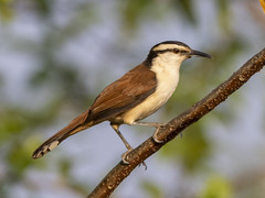 Thumbnail: And from the well-named Giant Wren, as big as...