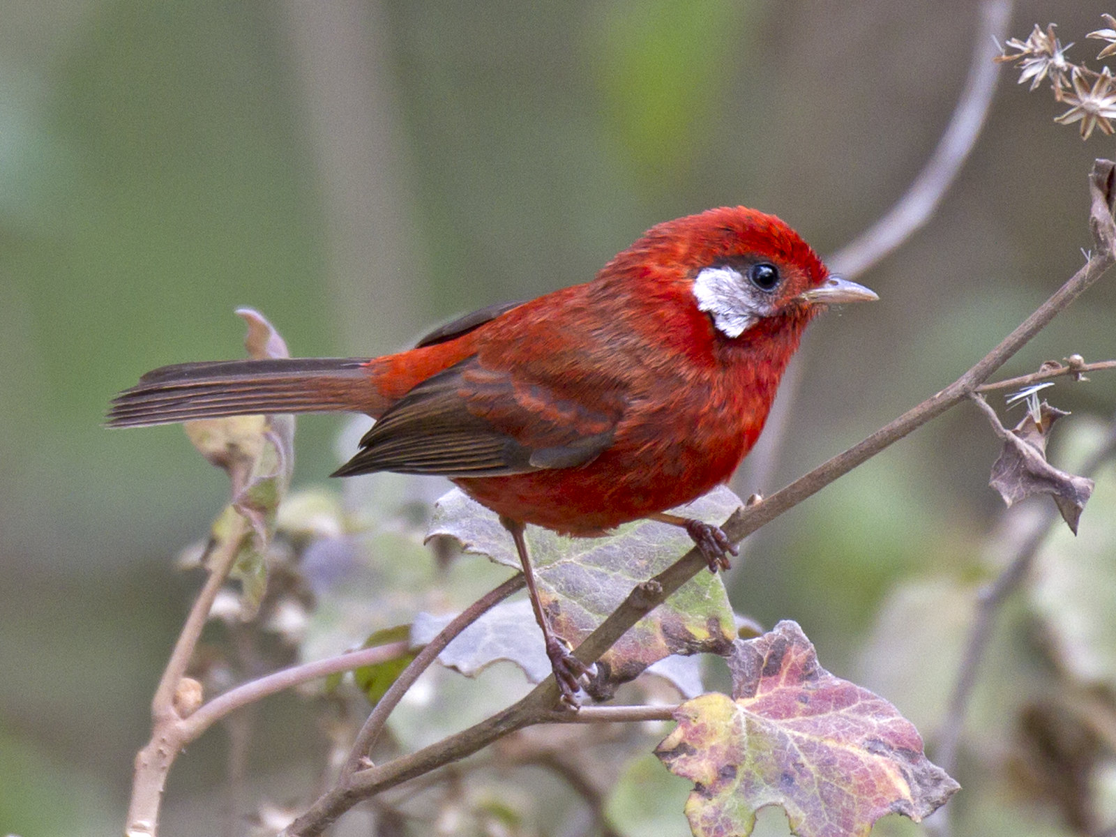 Southern Mexico, spanning the Isthmus of Tehuantepec, is a land of complex biodiversity. From brilliant Red Warblers in cool highlands...