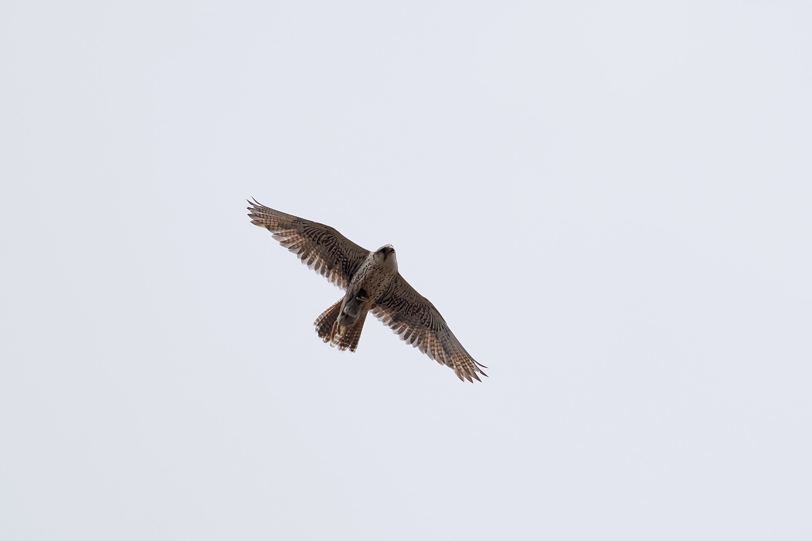 ...and the area is also excellent for Saker.