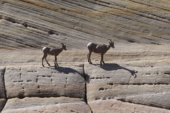 Thumbnail: ...and we might see Desert Bighorn Sheep balancing along the rocks...