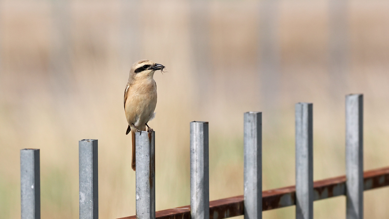 Our journey starts with a long drive east, stopping for occasional breaks for lunch and also in the town of Baruun Urt for an overnight stay. Happily, the few bushes here are attractive to migrants, although this Daurian Shrike will be breeding here. 