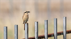Thumbnail: Our journey starts with a long drive east, stopping for occasional breaks for lunch and also in the town of Baruun Urt for an overnight stay. Happily, the few bushes here are attractive to migrants, although this Daurian Shrike will be breeding here. 