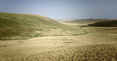 Thumbnail: This area is one of the few known breeding grounds for the (Critically) Endangered Jankowski's Bunting, now down to less than 1000 individuals and still falling.