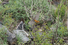 Thumbnail: ...its striking tail pattern being its main feature. 