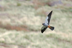 Thumbnail: The hills also contain nesting Amur Falcon, surely one of the most stunning of the falcons...