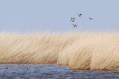 Thumbnail: Our aim is to get to an area of reedy lakes, a true oasis in the steppe. Here there will be ducks like these Shoveler...