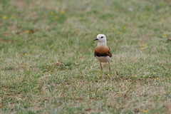 Thumbnail: Surely one of the World's best shorebirds!