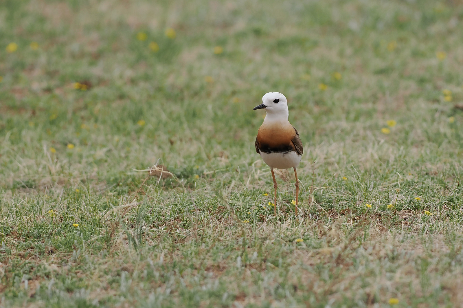 Surely one of the World's best shorebirds!