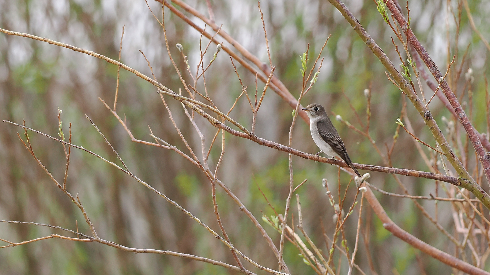 ...not to be confused with the similar Asian Brown Flycatcher.