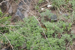 Thumbnail: There is still much to discover out here, and in 2026 we found Mongolia's first Blue-fronted Redstart...