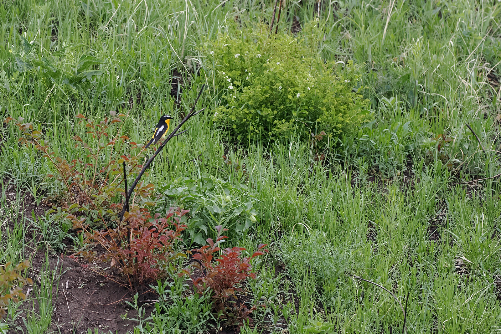 or Yellow-rumped Flycatcher.