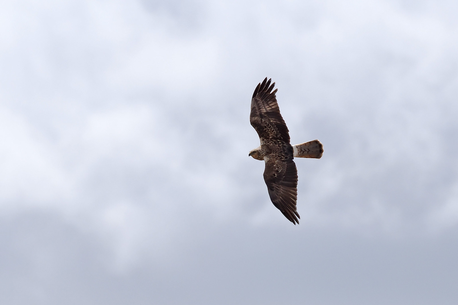 Above the reeds, Eastern Marsh Harriers should be obvious...