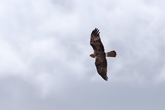 Thumbnail: Above the reeds, Eastern Marsh Harriers should be obvious...