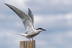 Thumbnail: ...although the eastern race of Common Tern is also rather striking to those more used to the western birds. 