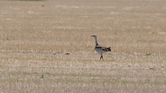 Thumbnail: We now start the long journey westwards, aiming for the Khurkh valley. This is probably the best area for Great Bustard. 