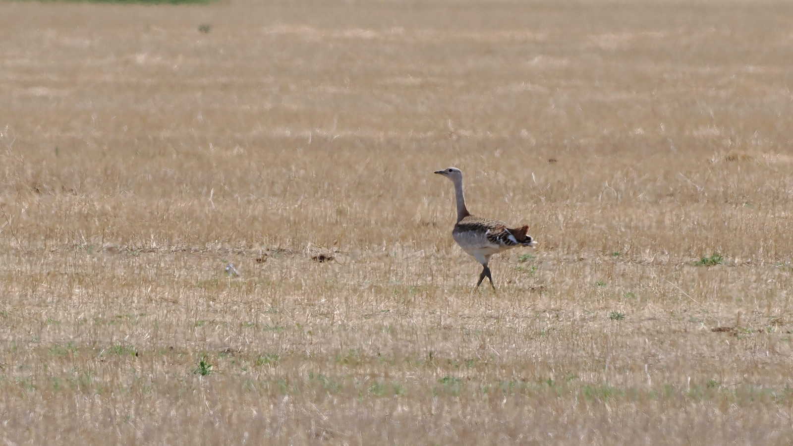 We now start the long journey westwards, aiming for the Khurkh valley. This is probably the best area for Great Bustard. 