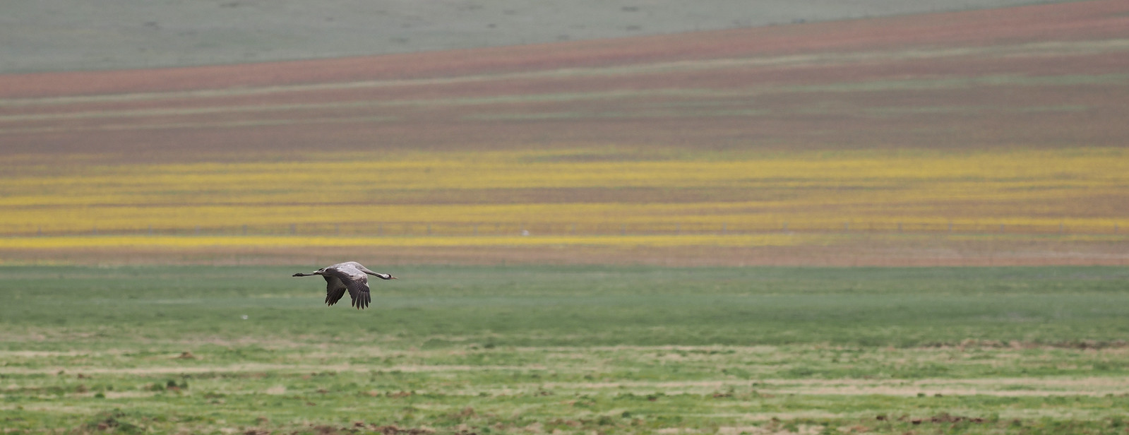 Common Crane is the most frequent...