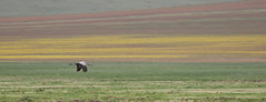 Thumbnail: Common Crane is the most frequent...
