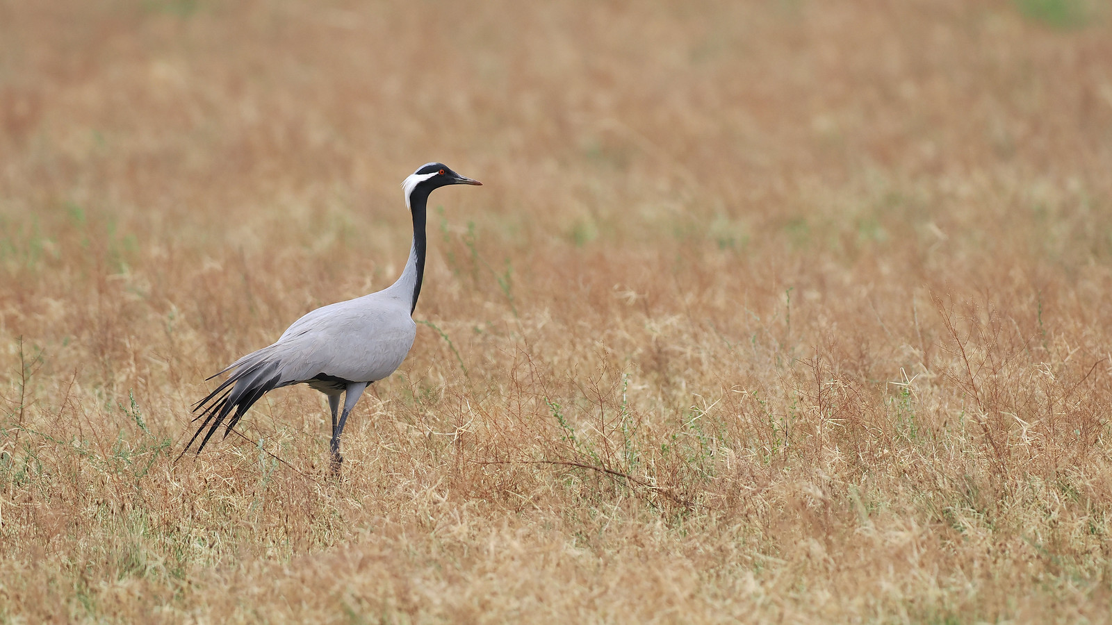 and is kept under watch by the ever-graceful Demoiselle Cranes.