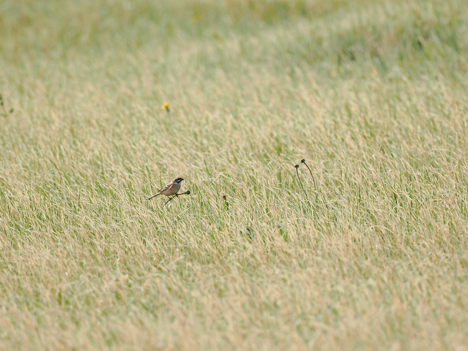 Jankowski's Bunting requires quality grassland with scattered small bushes, a habitat that has become incredibly rare due to conversion to agriculture. 