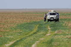 Thumbnail: We journey ever-deeper into the steppe, always on the lookout for birds along the main road. Here a pair of Pallas's Sandgrouse stop the traffic. 