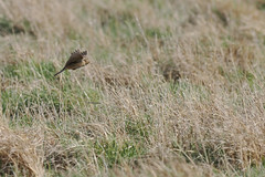 Thumbnail: The most obvious passerines will be Richard's Pipits...
