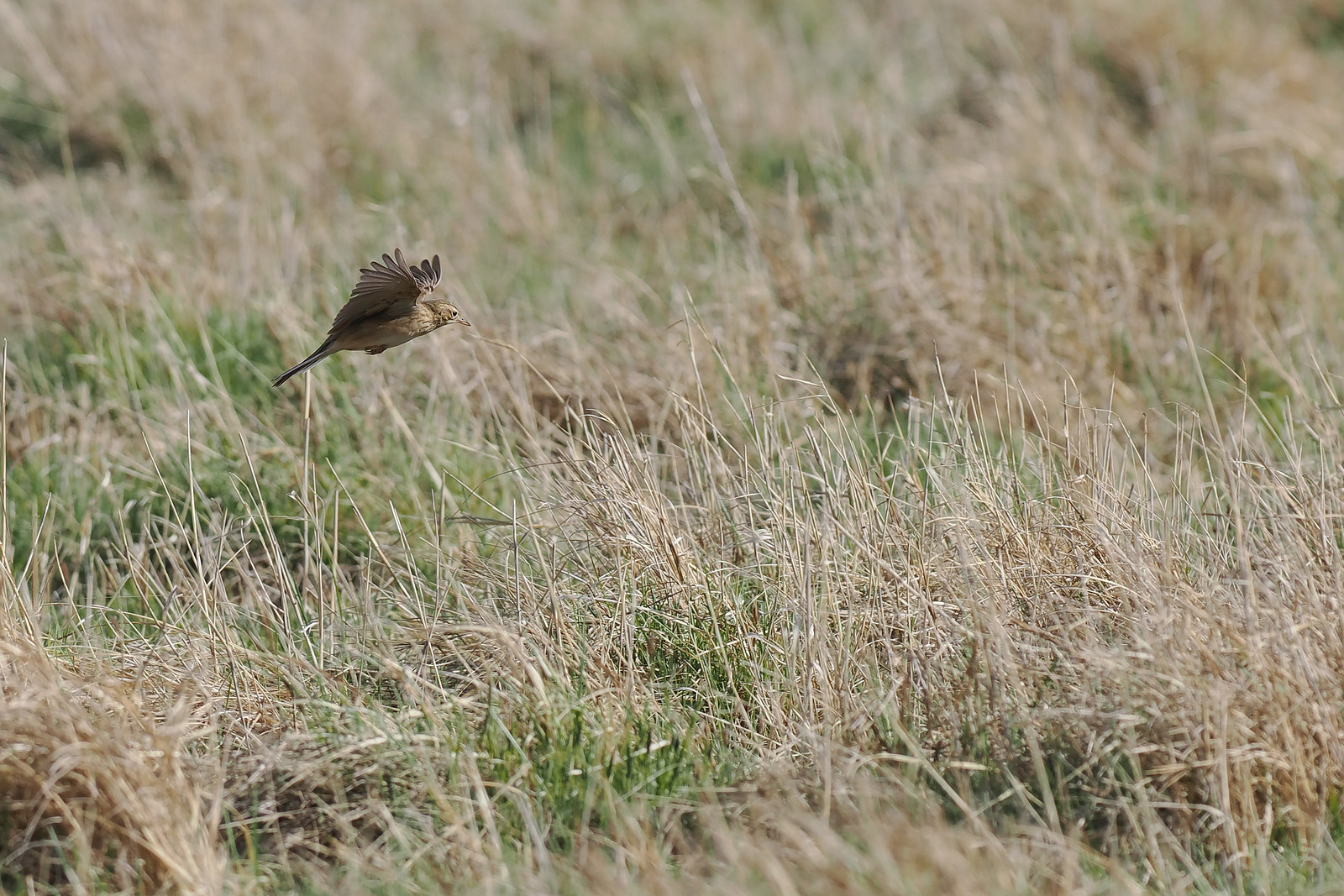 The most obvious passerines will be Richard's Pipits...