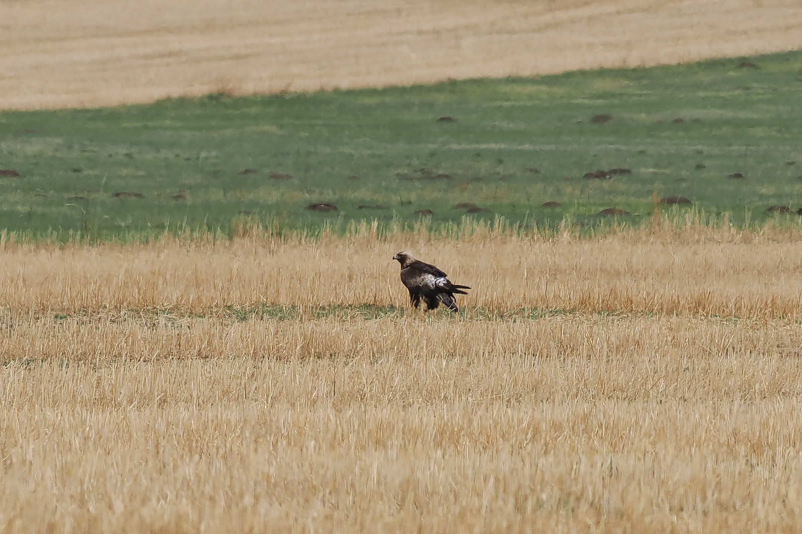 and can also produce a few surprises, such as this Eastern Imperial Eagle.