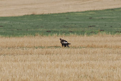 Thumbnail: and can also produce a few surprises, such as this Eastern Imperial Eagle.