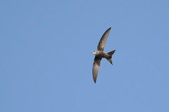 Thumbnail: The skies above the town may be filled with screaming Pacific Swifts. 