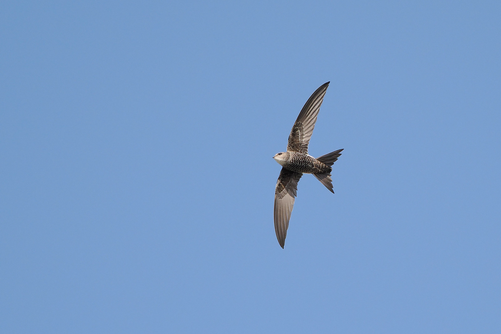 The skies above the town may be filled with screaming Pacific Swifts. 