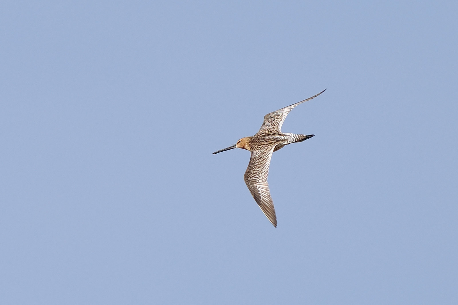 ...as well as migrant shorebirds like this Asian Dowitcher. In fact, shorebirds could feature heavily over the coming days as we visit a few wetlands. Arctic bound migrants like...